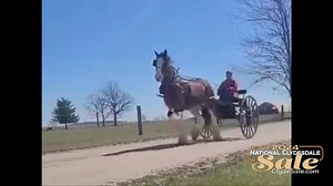 2.3K views · 15 reactions | 2024 National Clydesdale Sale Lot # 5 King of Keradon, 4 year old Clydesdale Gelding clydesale.com #drafthorse #horseauctionsusa #tacksale #clydesdale #auction #clydesdale #drafthorse #horse #gelding #nationalclydesdalesale #clydesdales #buyaclyde #equestrian #forsale #drafthorses #illinois #april | Clydesdale Breeders of the USA | Facebook