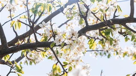 Swap out your invasive tree with a native Kansas tree through this program