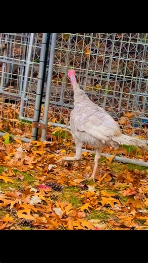 Meet Elvis, he is a Blue Slate Turkey. He is going through his awkward stage! #anotherFriend #blueslateturkey #prettyboy #homesteading #tomturkey #turkeylove #farmlife🫣🦃 | Make A Joyful Noise Homestead