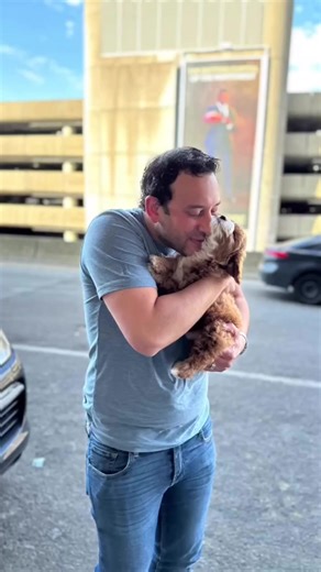 What a handsome face this boy has! He went home to some very lucky kids 🥳 #cavapoo #cavapoopuppy #cavapoosoftiktok #cavapooworld #cavapoolife