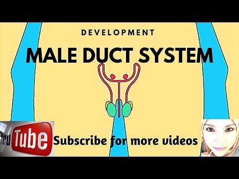 Special embryology - Urogenital system - 4 male duct system