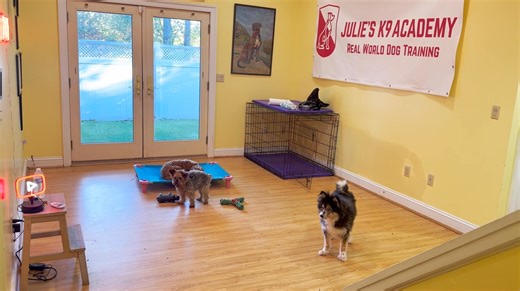 Place proofing and listening practice with Chino! | Julie's K9 Academy - Dog Training | Facebook