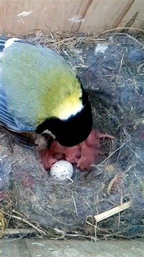 The big reveal 🐤👀 #wildlife #birdwatching #nature #birdhouse #birds | Nest Box Live