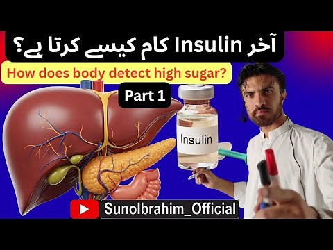 How Insulin Works After Being Released from Beta Cells | Pancreas Function Explained