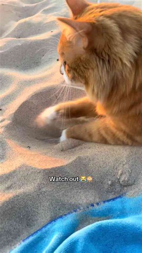Unforgettable cat reactions and silly behaviors