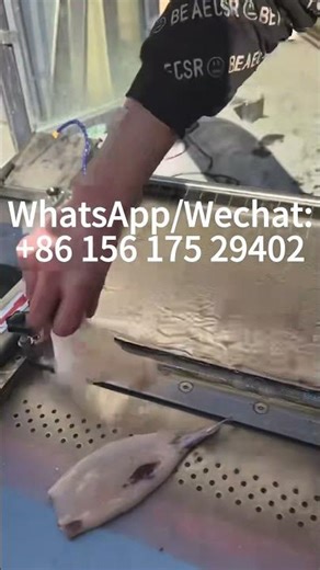 Fish Skin Peeling Machine Fish Processing Machine for Tilapia Cod Squid Basa Fish#fishprocessing