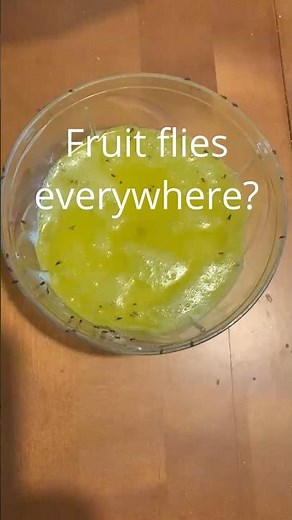 Fruit Fly Trap That Actually Works