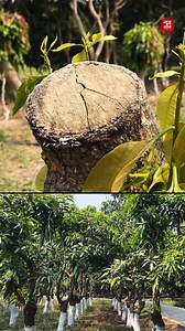 143K views · 2.4K reactions | If you have an older mango orchard,...