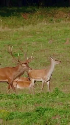 Red deer meeting behavior beautiful moment in the wild #usa🇺🇸 #unitedstates #animaladventures #fypシ゚viral #foryoupage