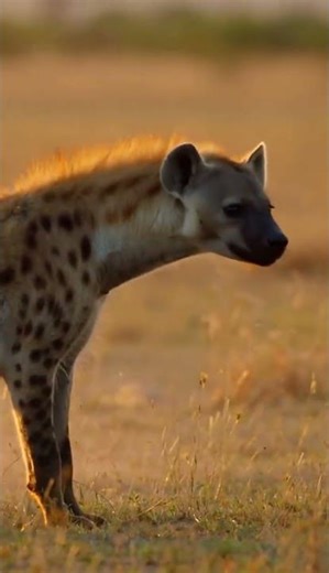 Elephant vs Hyena Pack! ⚔️ #elephant #zebra #hyena #fight #wild #omg