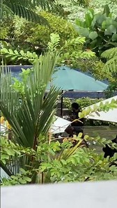 #sirenhead #sirenheadhulk #paranormal #alien #creepy #horrortok