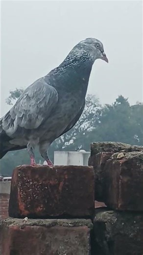 #trebdingshortvideo #kabutarbazi #pigeonlaver #pigeon #bird #kabootar #birdspecies #kabutarlover #