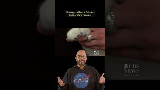 Polydactyl Cat Facts (part 1)! #shorts