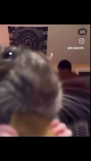 man twerking behind rat eating cheese