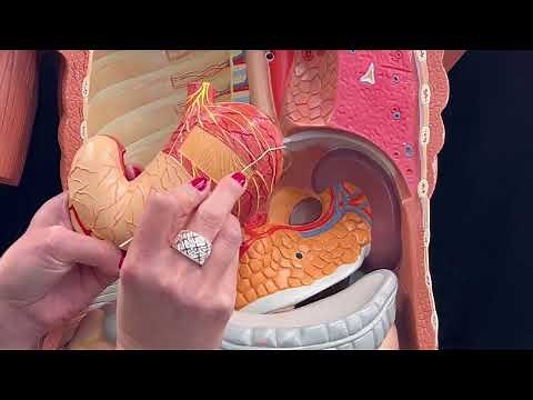 Dr. Benaduce: Digestive System - 3D models