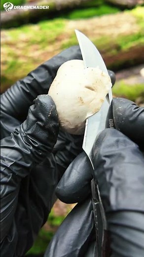 The Ultimate Mushroom Foraging Knife 🪵🍄 #shorts #edc #outdoors