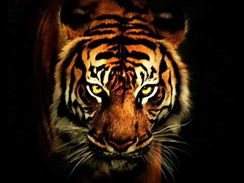Survivor - Eye Of The Tiger