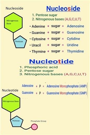 Nucleic Acids - The Blueprints of Life DNA & RNA 🧬#nucleicacids #dna #rna #scienceexplained #stem