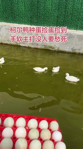 是不是搞笑 没人要？#柯尔鸭 #种蛋 #孵化#宠物 #鸭子