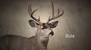 If You Hunt Deer, Elk, or Moose in other States Please Review Transport Restrictions. | Nevada Department of Wildlife