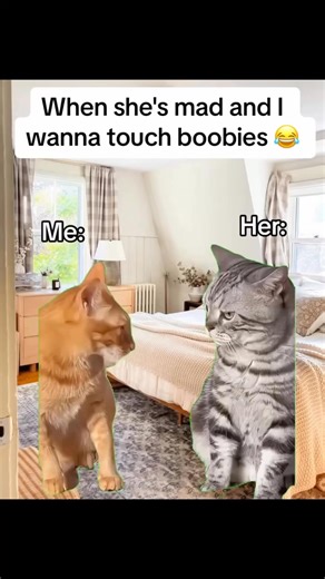 142K views · 1.1K reactions | So real #cats #catmeme #explore #funny #viral #fyp #memesdaily | Cat Meme Hub | Facebook