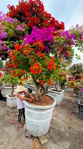 2.1K views · 4K reactions | #bougainvilleawholesalebulkdelivery #wedeliverbougainvilleanationwide #legitbougainvilleaseller #GeneralSantosCity #homeofgiantbougainvillea #homeofgiantbougainvillea #landscapingservices 09177710560 Miles bougainvillea gensan Tv | Miles Bougainvillea Gensan | Facebook