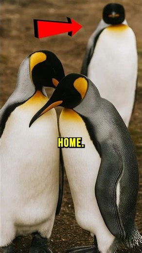 This is How Penguins Propose 🤭