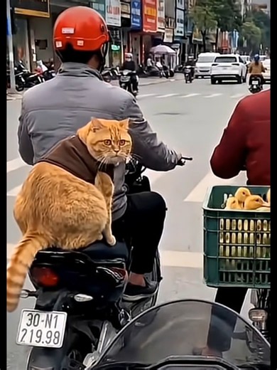 Funny cats and dogs video #cats #cutecats #foryou #funnytiktok #funnyvideos Production Editions ISD Comics