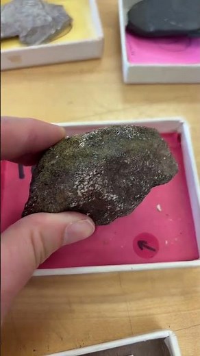 Are there different types of fossils? #paleontology #science