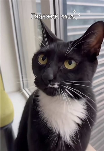 Fanny the Playful Cat from China