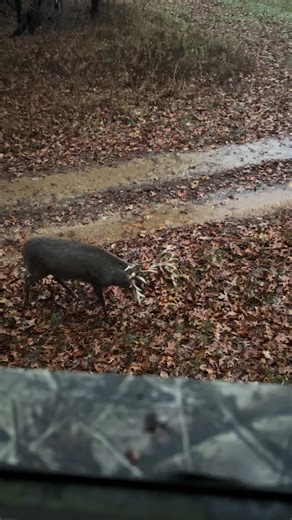 Midwest Whitetail Fights: Spectacular Buck Posturing