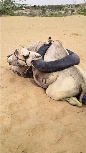 بدأ الجمل الساذج والعنيد بأكل المطاط، لكن المرأة أنقذته في الوقت المناسب