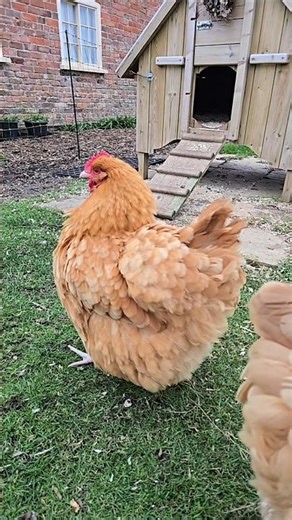 Our hen's impersonation of a spin dryer #chickens #chickenkeeping #freerangechickens #funnychickens
