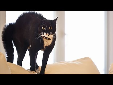 Animals Getting Scared Over Nothing 2022😂 [Funny Pets]