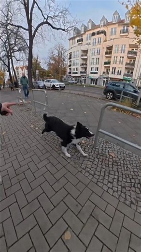 World’s Most Talented Dog