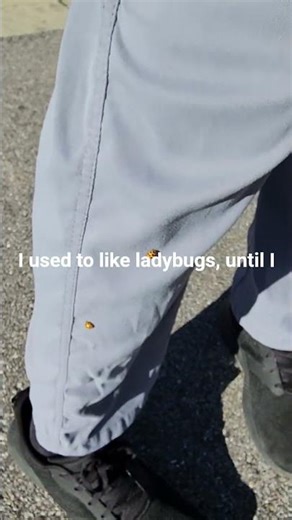 ladybugs 🐞 can bite = 👎, but they are still less annoying than mosquitoes imo (deep thoughts right?)