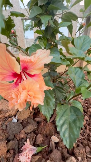 Beautiful Hibiscus double step flower 🌺🌸 Farmhouse flower .Nature life #flowers #hibiscus #nature