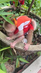 Baby monkey so cute 💕 | Monkey BiBi