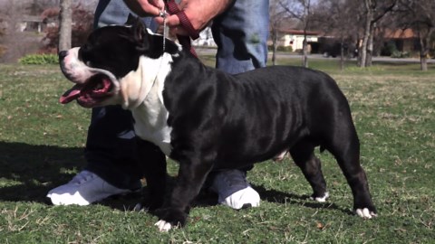 American bully - Scar
