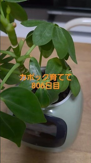 コーヒーの木育てて19日、カポック育てて806日日目#観葉植物#コーヒーの木#カポック