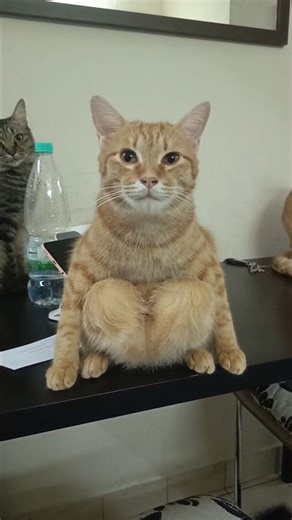 His Cat Sits In Weird Ways 😂