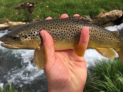Trout Fishing Wisconsin's Timber Coulee Creek