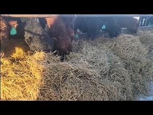 How We Feed Barley Silage Bales!!