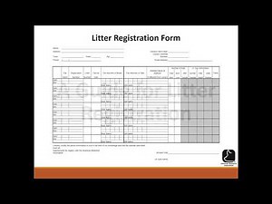Litter Registrations - American Berkshire Association | Since 1875
