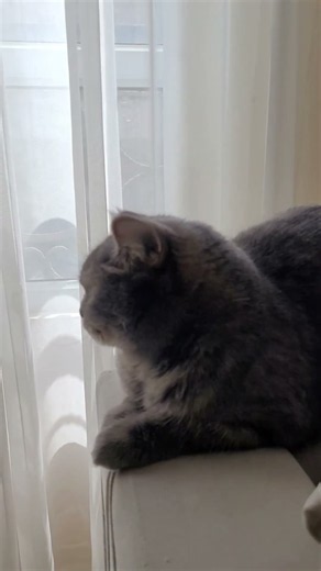 kitten meowing to attract cats ❤️❤️ | cat voice | cat sounds | meow meow | cats | tinathecat |