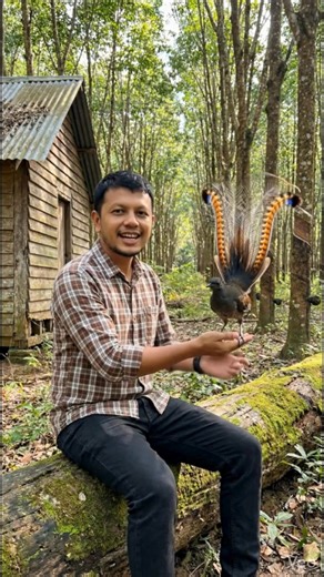 #นกไลเออร์เบิร์ด (Lyrebird) เป็นนกที่มีเอกลักษณ์โดดเด่นและน่าทึ่งมากชนิดหนึ่ง พบได้เฉพาะในประเทศออสเตรเลียเท่านั้น 🇦🇺 มี 2 ชนิดหลักๆ คือ Superb Lyrebird (นกไลเออร์เบิร์ดที่สวยงาม) และ Albert's Lyrebird (นกไลเออร์เบิร์ดของอัลเบิร์ต) - ความสามารถในการเลียนเสียงที่น่าทึ่ง นี่คือสิ่งที่ทำให้นกไลเออร์เบิร์ดมีชื่อเสียงที่สุด พวกมันสามารถเลียนเสียงได้หลากหลาย ตั้งแต่เสียงนกร้องชนิดอื่นๆ สัตว์ป่าต่างๆ เช่น โคอาลา, ดิงโก้ ไปจนถึงเสียงที่มนุษย์สร้างขึ้น เช่น เสียงเลื่อยไฟฟ้า, เสียงกล้องถ่ายรูป, เสียงรถย
