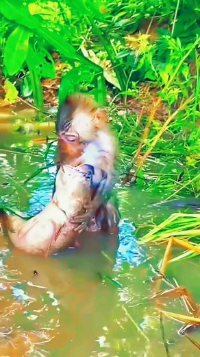 Monkey vs Fish 😳 #wildanimals #animals #monkey #fish #fyp | Survival clips