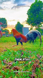 Secrets to Raising Happy and Healthy Chickens: A Beginner's Guide #gamefowleducation #poultrycaretips #responsiblebreeding | Gamefowl Enthusiast