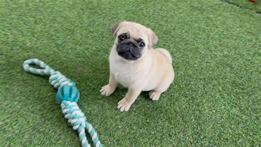Pug puppy for sale