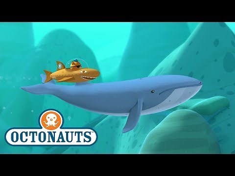 Octonauts - Blue Whale | Sea Creature Encounter | Cartoons for Kids | Underwater Sea Education